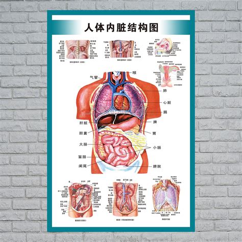 內臟有哪些